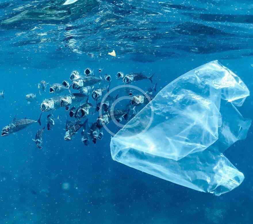 Join the movement to save oceans now