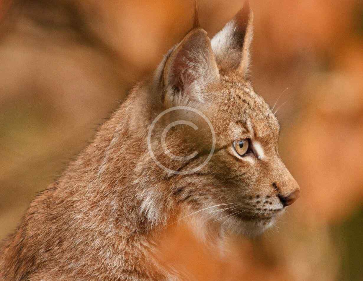 Why biodiversity matters for eco balance