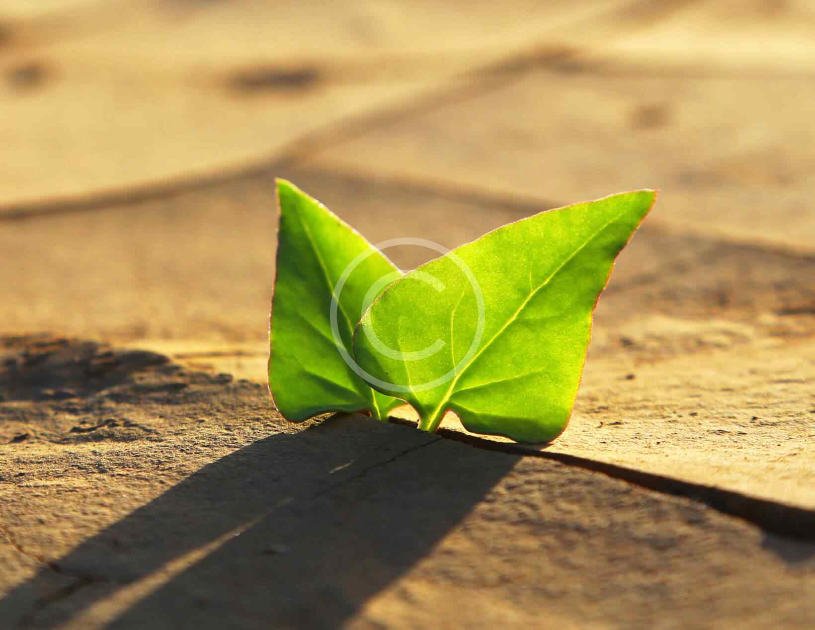 Save the environment